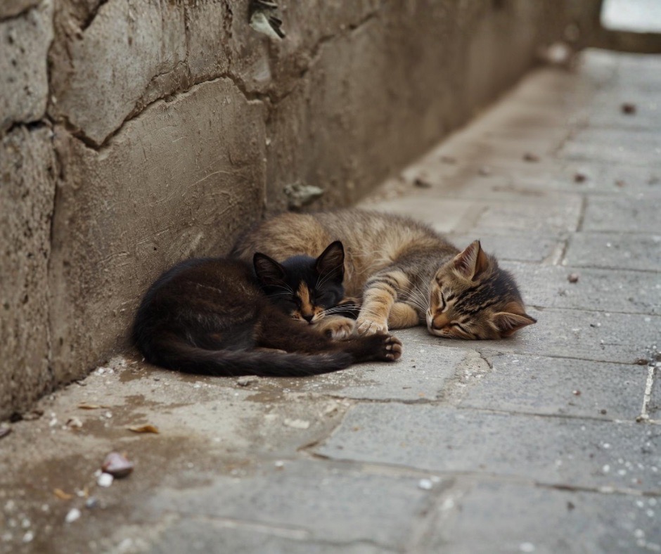Peaceful Cats Image